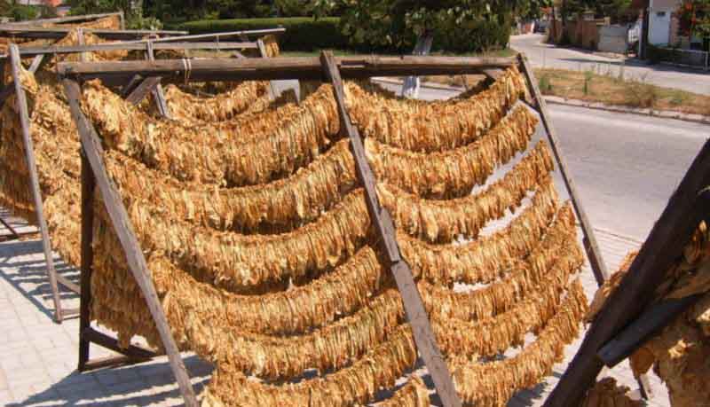 نقابة مزارعي التبغ في الشمال أوضحت إجراء تصنيف المزارعين