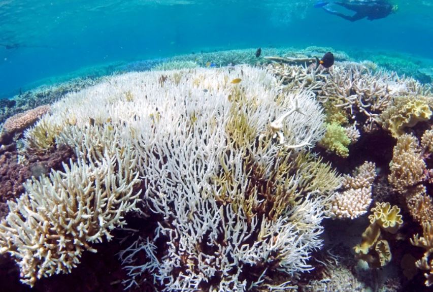 دراسة: شعاب مرجانية تصمد على نحو أفضل أمام الابيضاض في غياب ضغوط بشرية المصدر