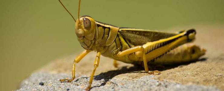 مصر تستعد لمواجه أخطر أنواع الجراد