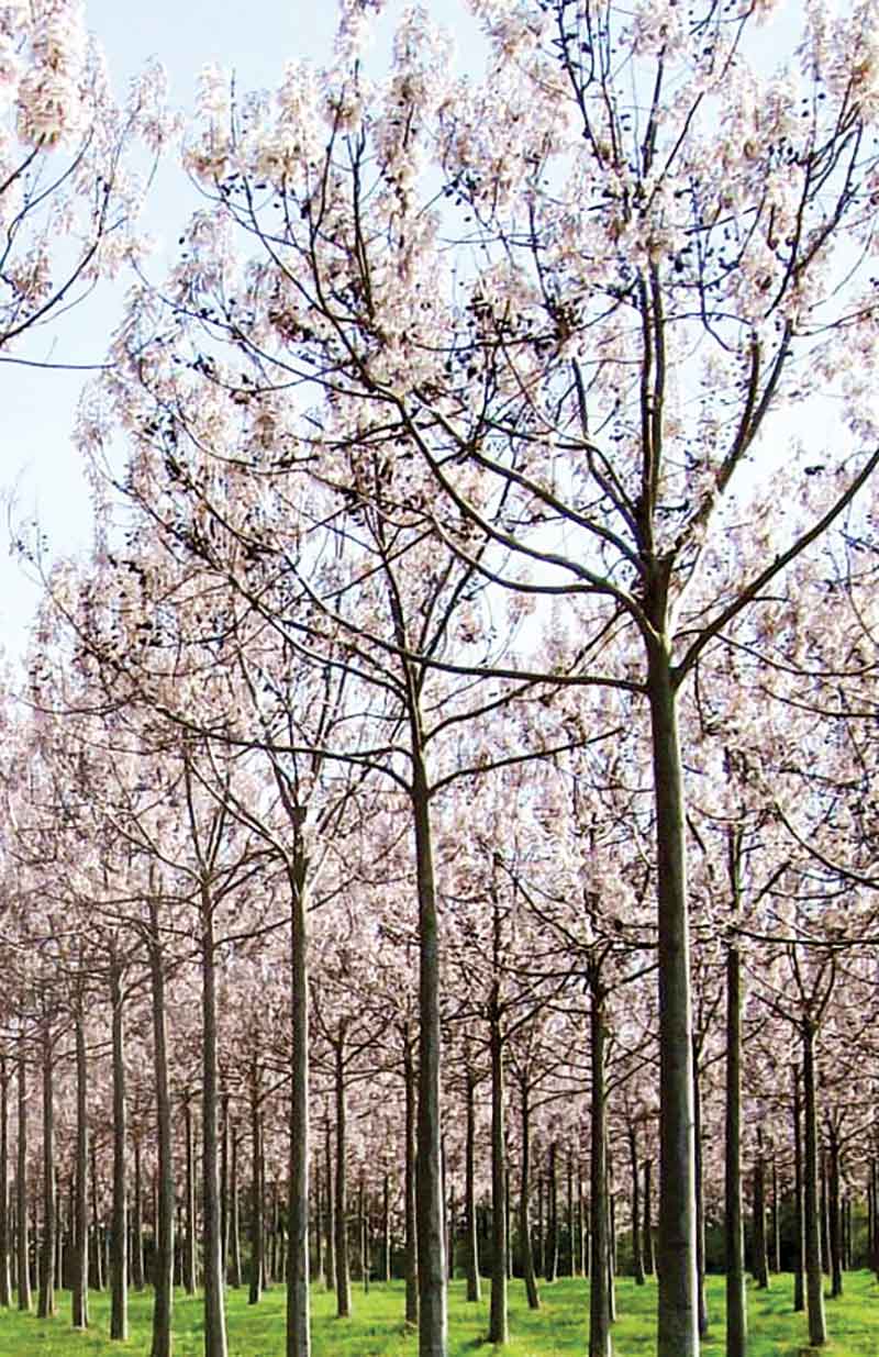 شجرة «الباولونيا» المدهشة