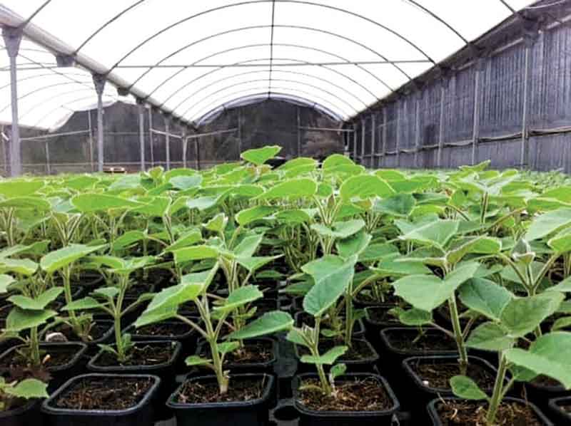 شجرة «الباولونيا» المدهشة