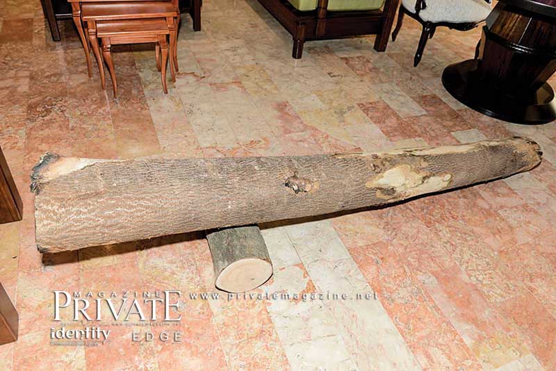 خاص برايفت ماغازين - رجل الأعمال موريس زرد أبو جودة يساهم في إعادة الإخضرار إلى لبنان بواسطة شجرة «الباولونيا» المدهشة 