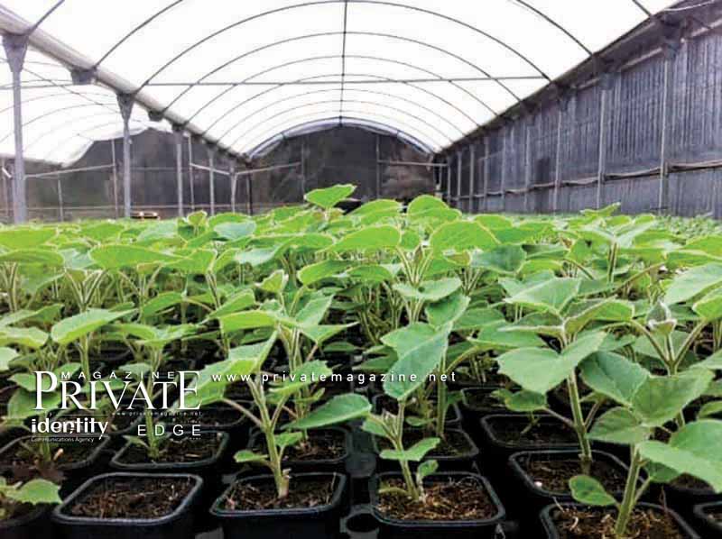 خاص برايفت ماغازين - رجل الأعمال موريس زرد أبو جودة يساهم في إعادة الإخضرار إلى لبنان بواسطة شجرة «الباولونيا» المدهشة 