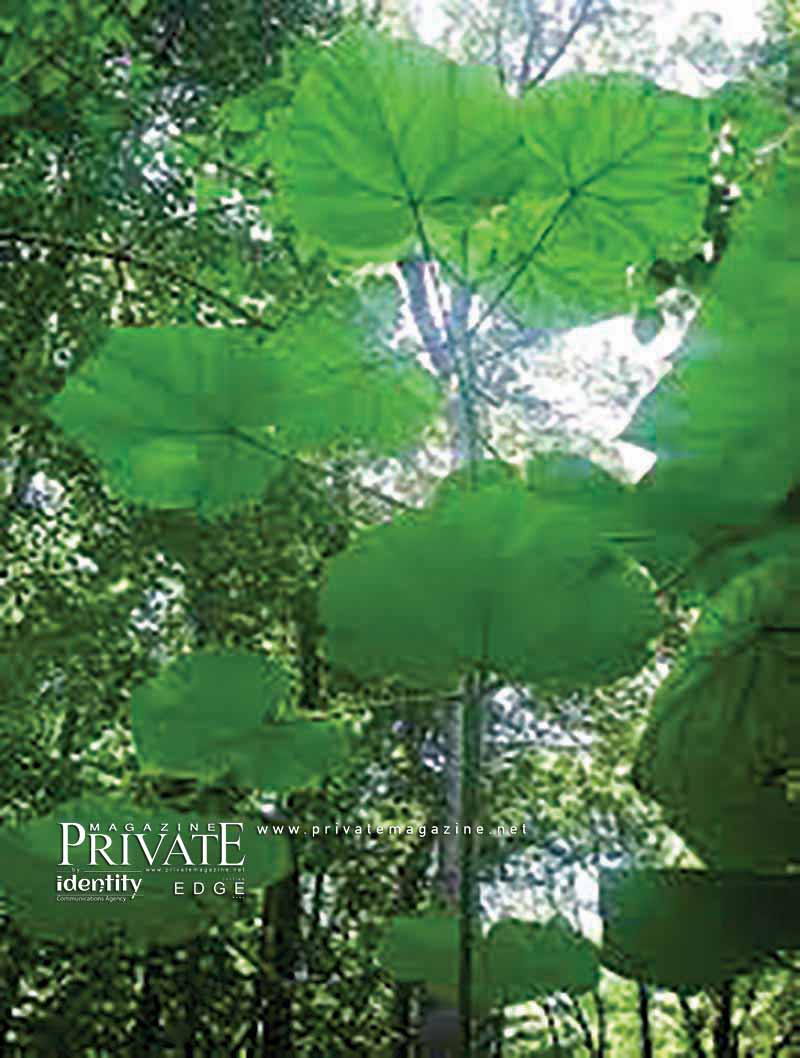 خاص برايفت ماغازين - رجل الأعمال موريس زرد أبو جودة يساهم في إعادة الإخضرار إلى لبنان بواسطة شجرة «الباولونيا» المدهشة 