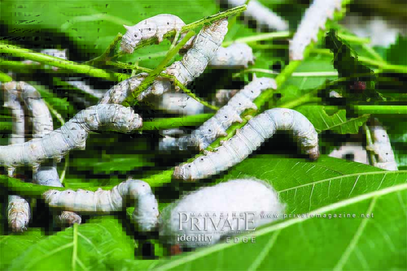 متحف الحرير - بسوس