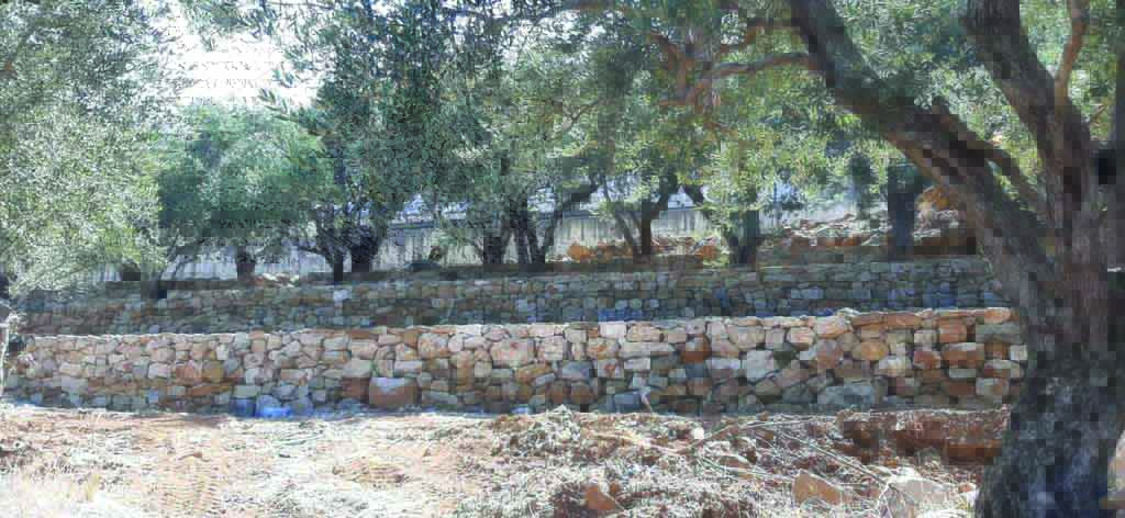 حديقة ولا أروع تحت اسم «درب الزيتون» في مزرعة يشوع.. 