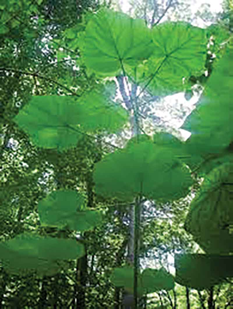 شجرة «الباولونيا» المدهشة