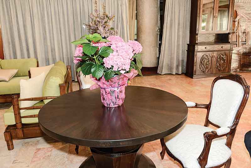 شجرة «الباولونيا» المدهشة