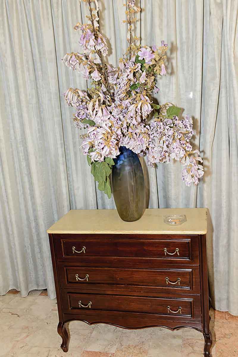 شجرة «الباولونيا» المدهشة