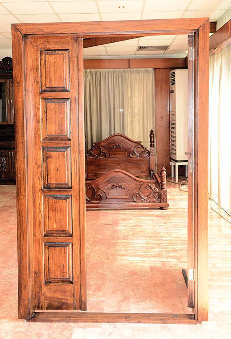 شجرة «الباولونيا» المدهشة