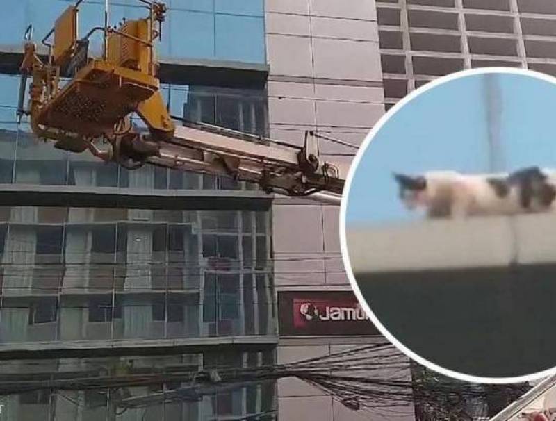 بالفيديو| انقاذ قطة علقت ليومين على ناطحة سحاب