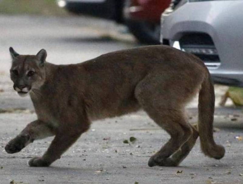 أسد في شوارع العاصمة.. الواقعة السادسة في 5 أشهر