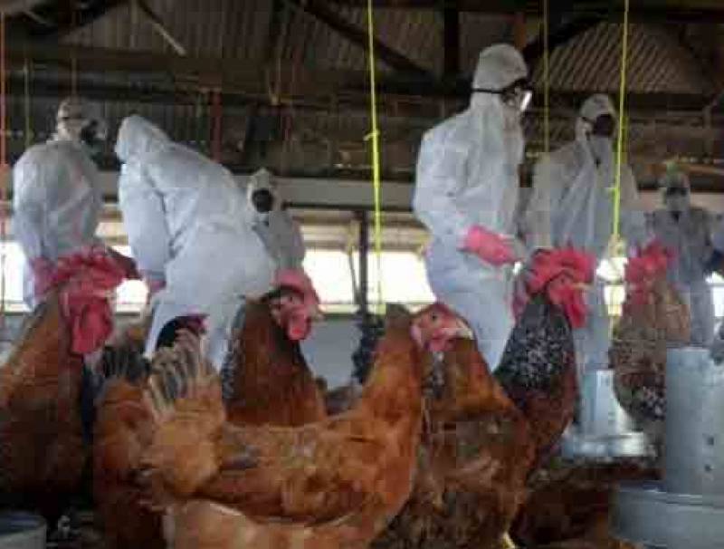 روسيا تسجل أول إصابة بشرية بانفلونزا الطيور